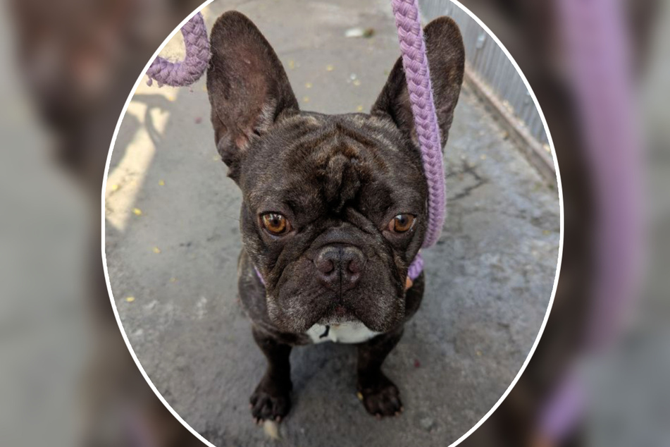 Bruno hat noch einiges zu lernen. Weil er aber so ein unkomplizierter kleiner Kerl ist, würde ihn das Frankfurter Tierheim auch ein Hundeanfänger abgeben.
