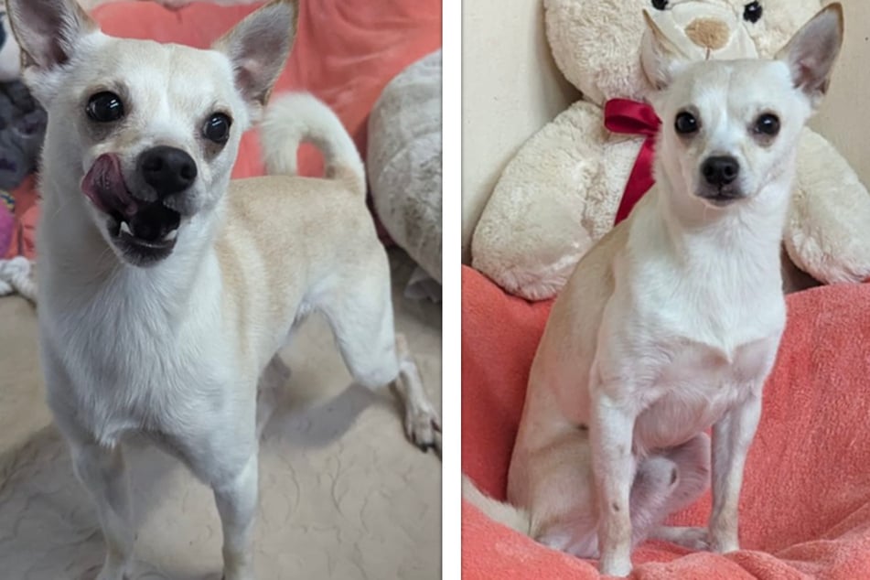 Chihuahua-Schnuckel ist ein wahrer Pechvogel: Wird Timmy jemals wieder glücklich?